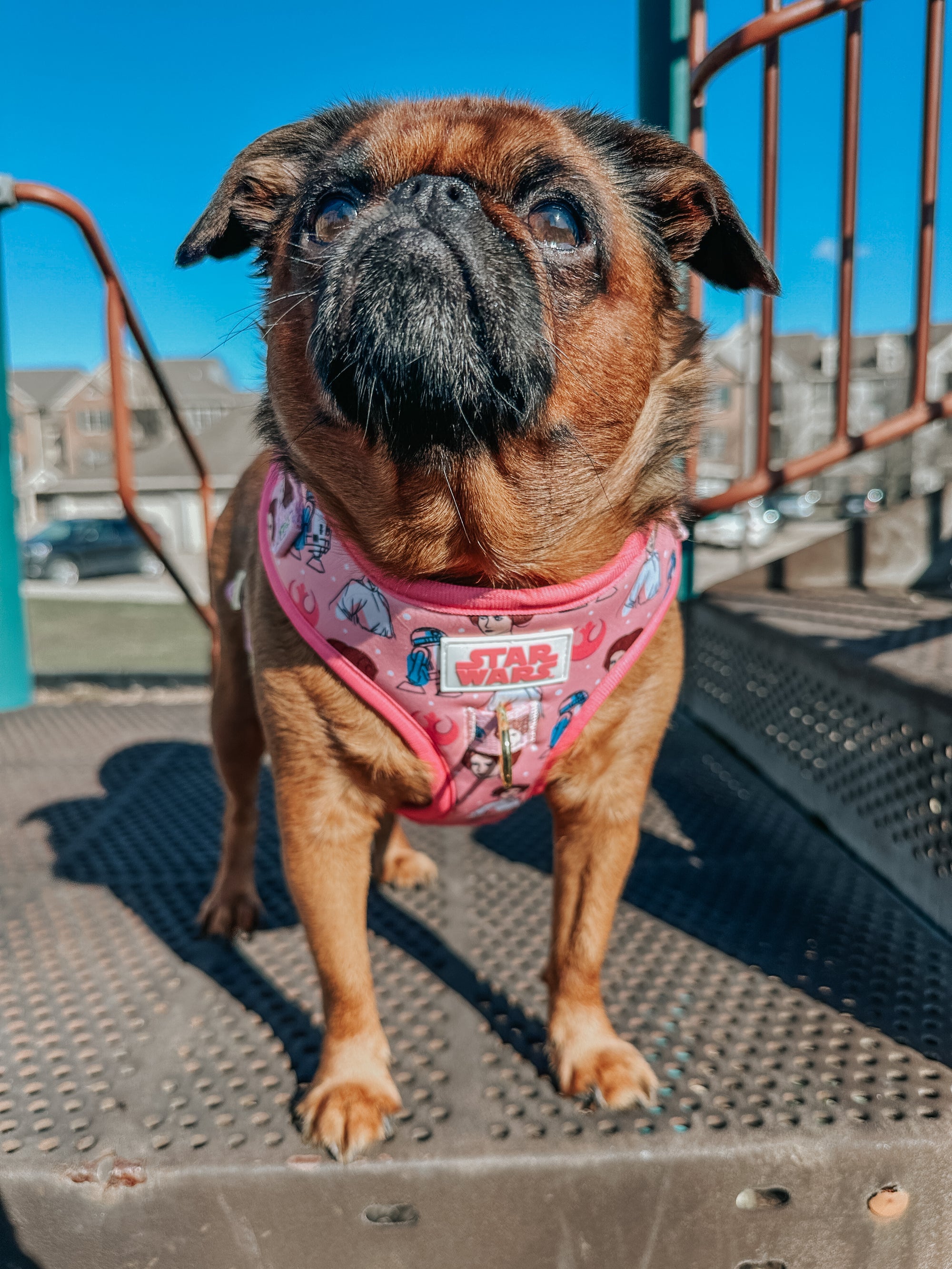 INFLUENCER_CONTENT | @ITSTULIPTHEGRIFF | SIZE XS