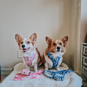 Two Corgis sit on a bed indoors. One wears a pink harness and leash, while the other sports a blue Sassy Woof Dog Leash - Care Bears™ Grumpy Bear set with a soft neoprene handle. Both leashes are laid out in front as they look at the camera.