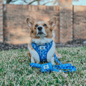 A corgi wearing a blue Sassy Woof harness and the Dog Leash - Care Bears™ Grumpy Bear sits on grass, looking upward. A brick wall and trees appear blurred in the background.