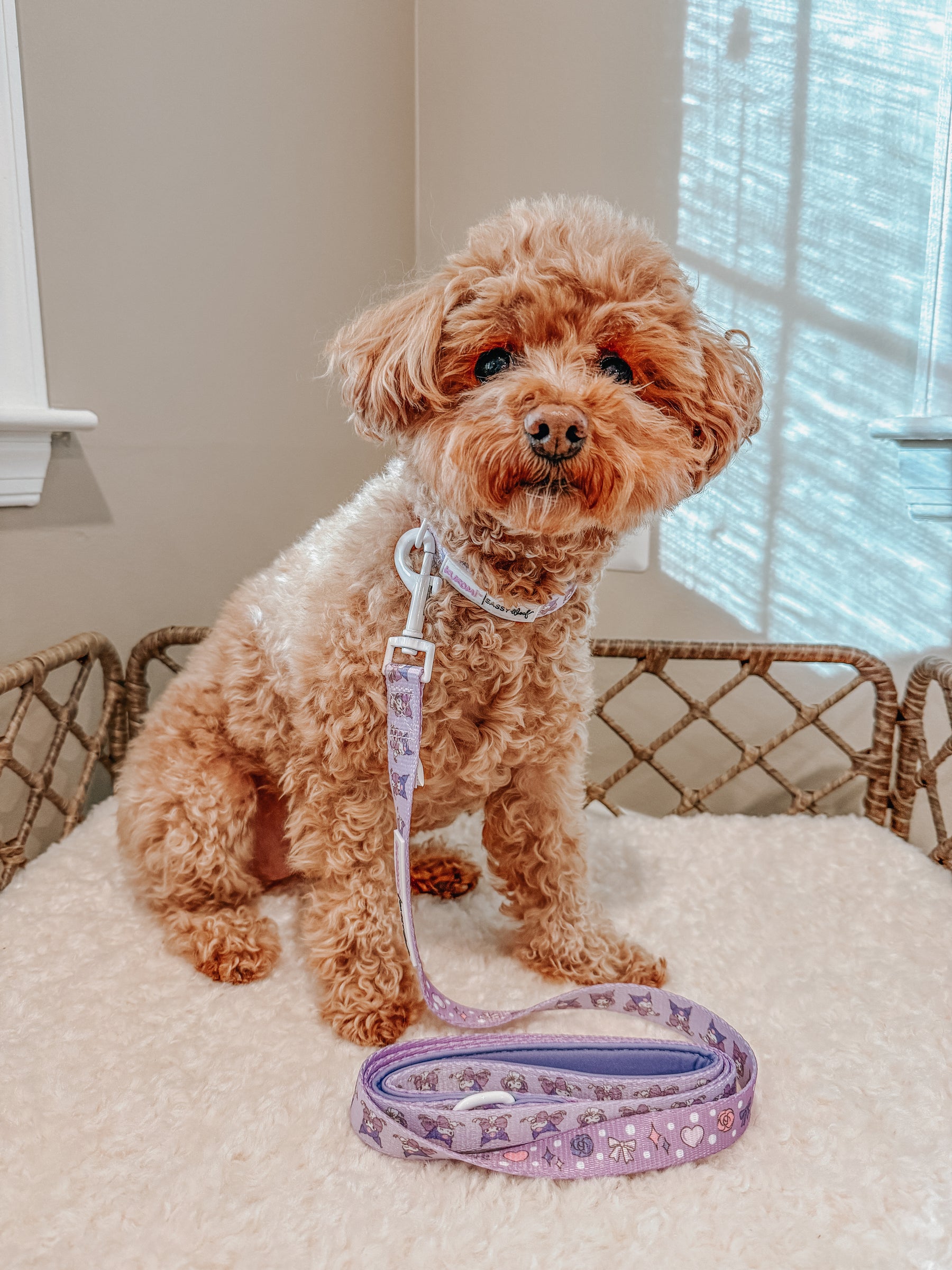 A small, curly-haired brown dog sits on a cream bed inside a woven basket, wearing a lilac collar and the Sassy Woof Dog Leash - Kuromi™ with playful patterns as sunlight streams through the window.