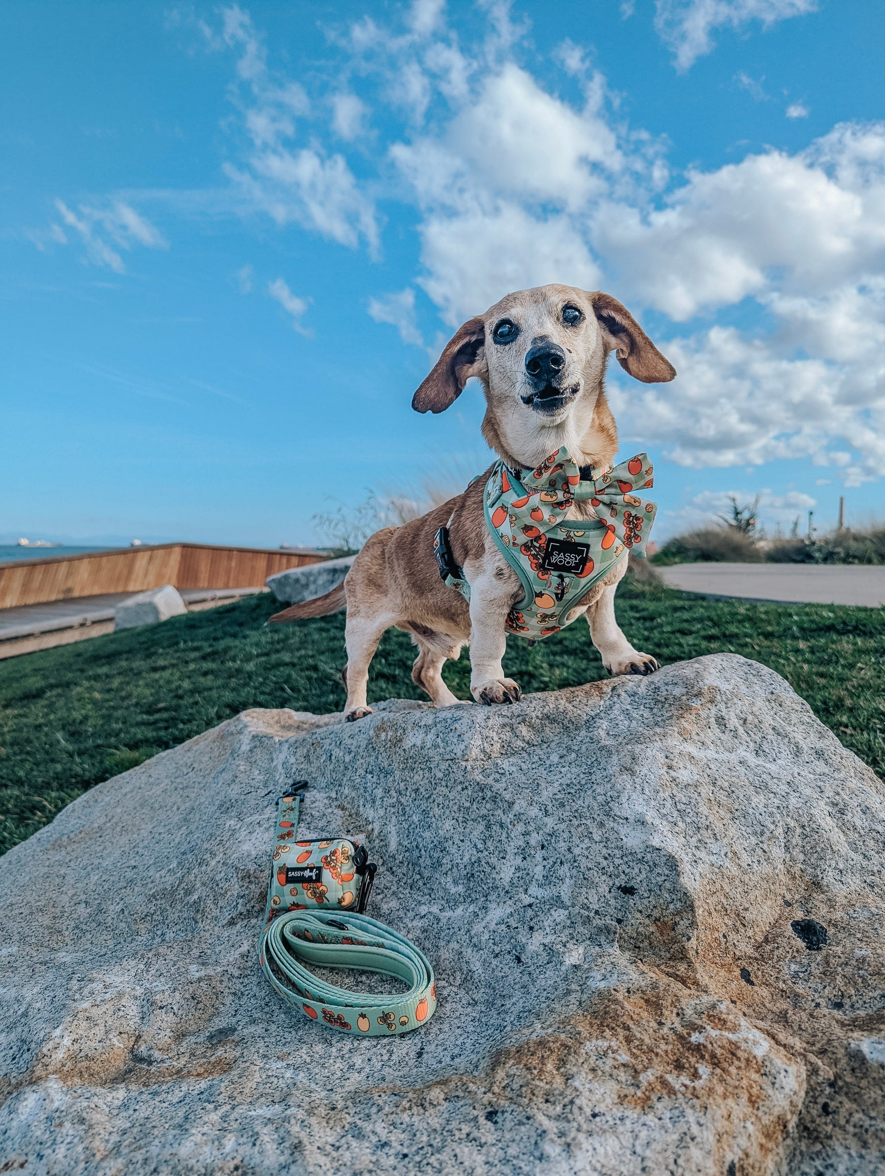 INFLUENCER_CONTENT | @KAMATIS.THE.DACHSHUND | SIZE S & XS