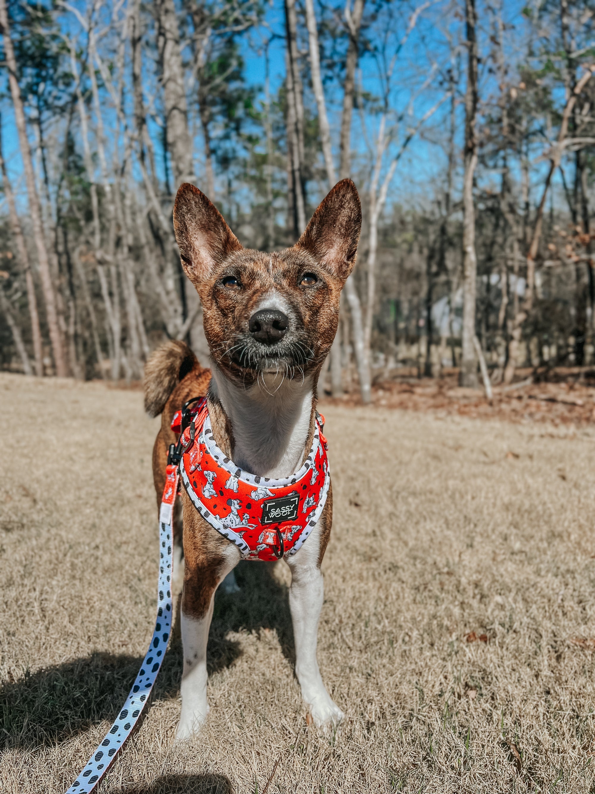 INFLUENCER_CONTENT | @KATANA.THE.BASENJI | SIZE M
