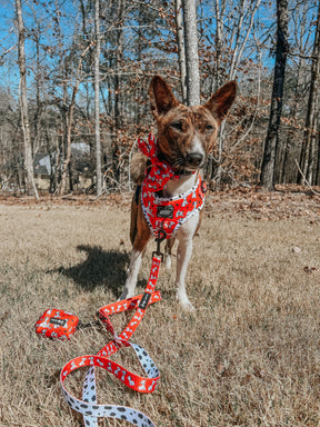 INFLUENCER_CONTENT | @KATANA.THE.BASENJI 