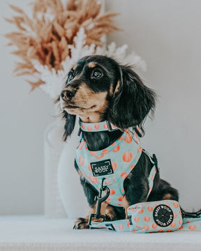 INFLUENCER_CONTENT | @KLALEESI.THE.DACHSHUND