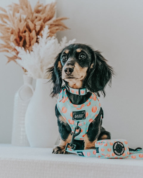 INFLUENCER_CONTENT | @KLALEESI_THE_DACHSHUND