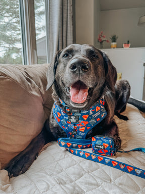 INFLUENCER_CONTENT | @LABRADORABLEARCHIE