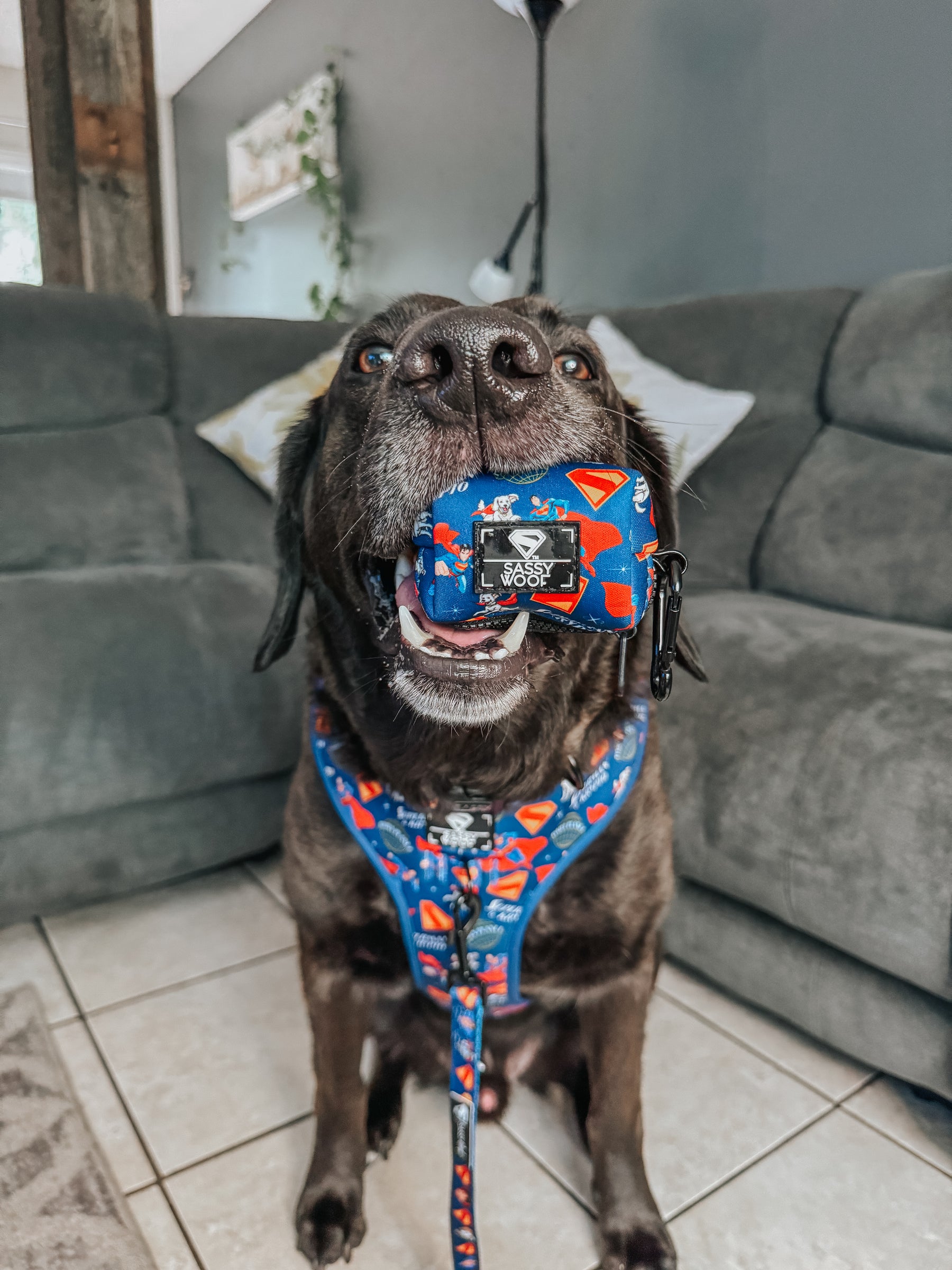 INFLUENCER_CONTENT | @LABRADORABLEARCHIE