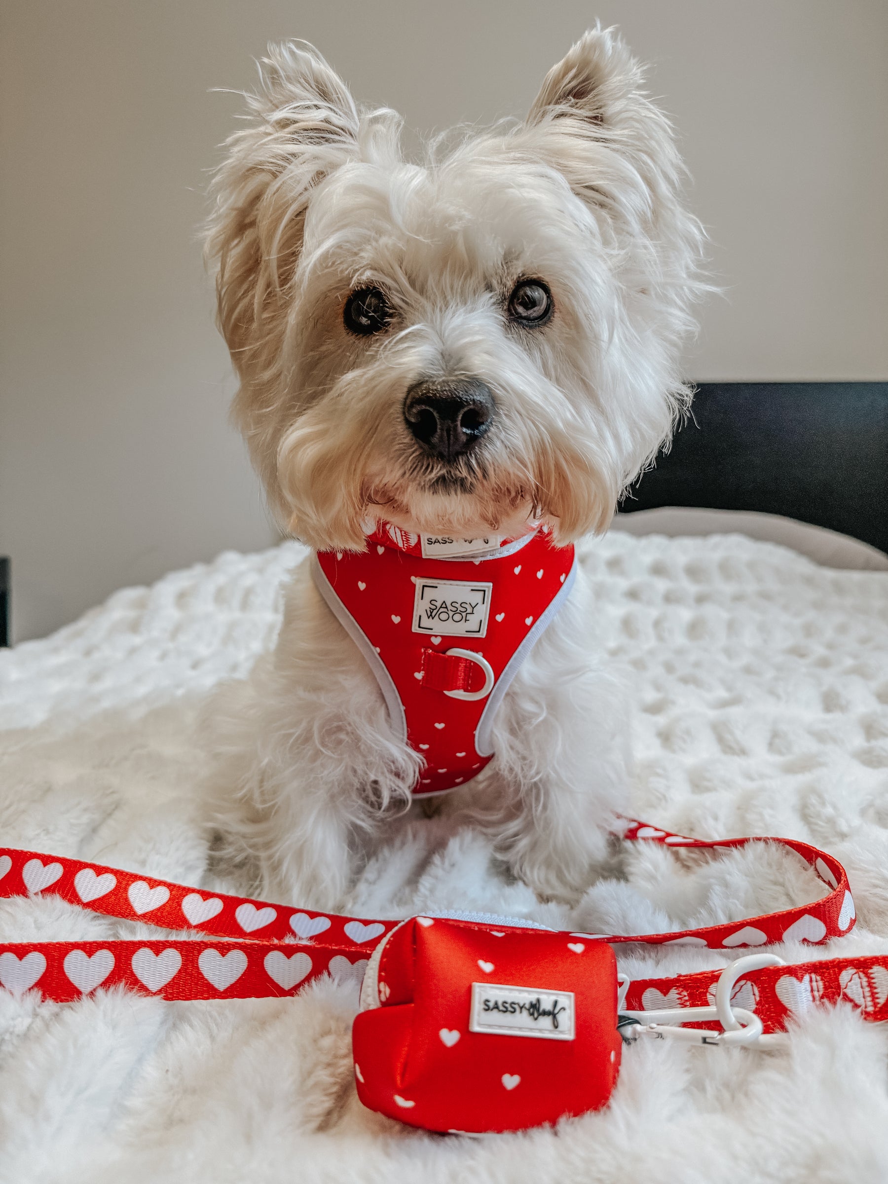 A small white dog wearing the Sassy Woof Dog Collar - Little Love and matching harness with white hearts sits on a bed. In front are a coordinating red leash and waste bag holder, both featuring cute white heart patterns.