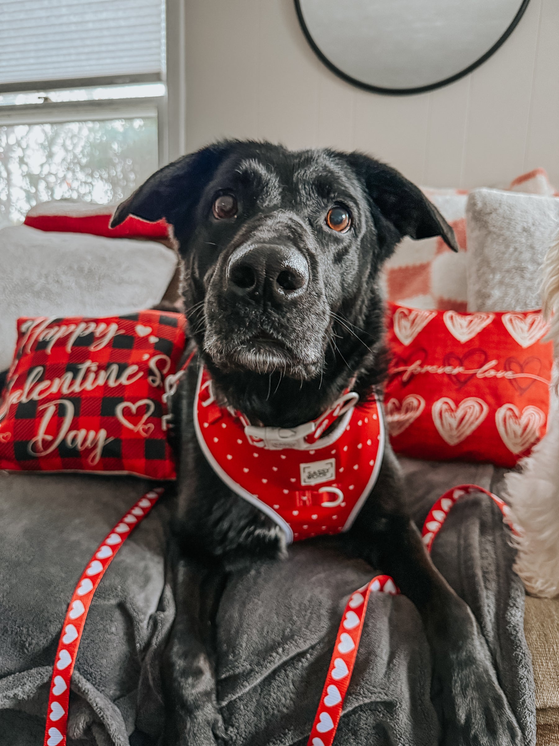 A black dog wearing Sassy Woof’s Dog Collar - Little Love, a red velvet collar, and a matching harness with white polka dots sits on a couch with heart-shaped Valentine’s Day pillows reading “Happy Valentine’s Day.”.