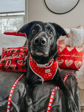 A black dog wearing Sassy Woof’s Dog Collar - Little Love, a red velvet collar, and a matching harness with white polka dots sits on a couch with heart-shaped Valentine’s Day pillows reading “Happy Valentine’s Day.”.