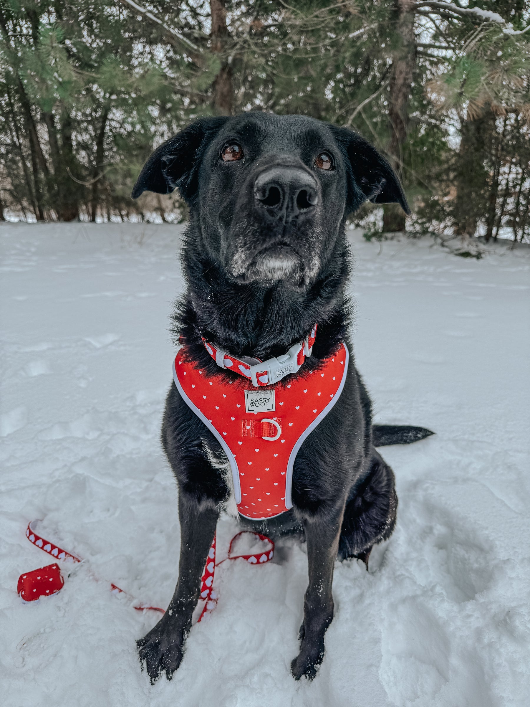 A black dog with a white chin sits on snow, wearing a matching adjustable harness and leash from the Valentine's collection. Nearby hangs the Sassy Woof Dog Waste Bag Holder - Little Love in velvet red, with pine trees in the snowy background.