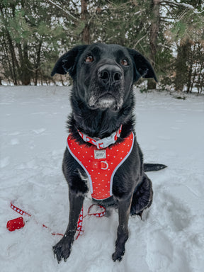 A black dog with white markings sits in the snow, wearing the Sassy Woof Dog Four Piece Bundle - Little Love harness. A matching red leash rests nearby amid snowy trees.