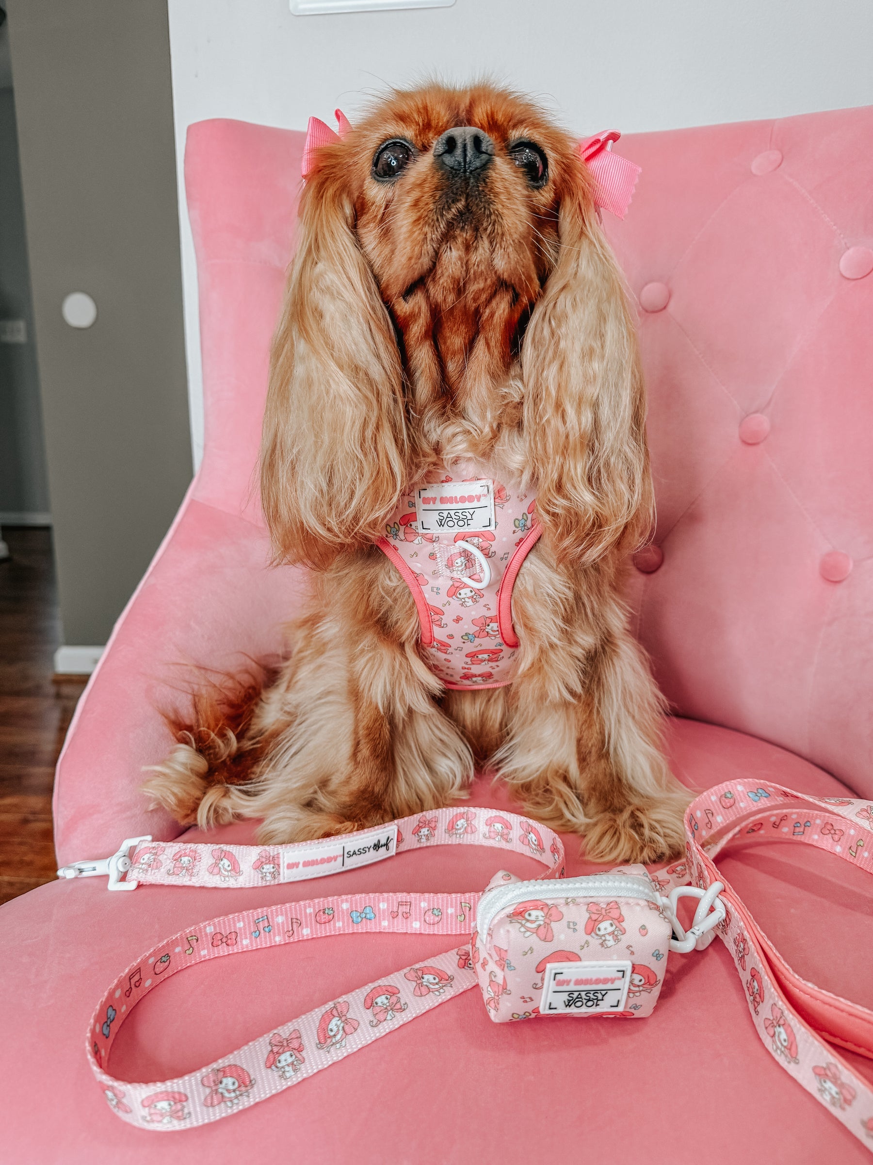 A small brown dog with long ears sits on a pink chair in a pink harness, sporting cute pink bows. In front are matching Sassy Woof pet accessories: the Dog Leash - My Melody™ and a coordinating pouch featuring charming designs.