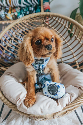 INFLUENCER_CONTENT | @BUDDYTHEDAPPLEPIE