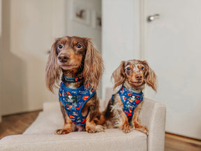 INFLUENCER_CONTENT | @LILDOXIEBLESSINGS | SIZE XS, S