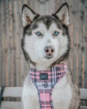 INFLUENCER_CONTENT | @LILLY_CLOVER_HUSKY | SIZE XL