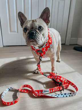 INFLUENCER_CONTENT | @LILLYMOONFRENCHIE