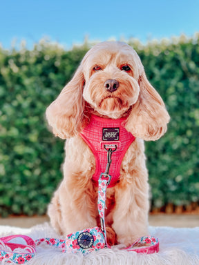 INFLUENCER_CONTENT | @LILY_CUTE_CAVOODLE