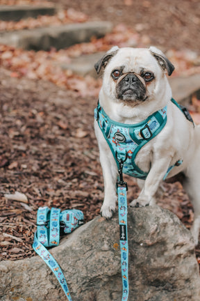 INFLUENCER_CONTENT | @LITTLEMISSYTHEPUG | SIZE M