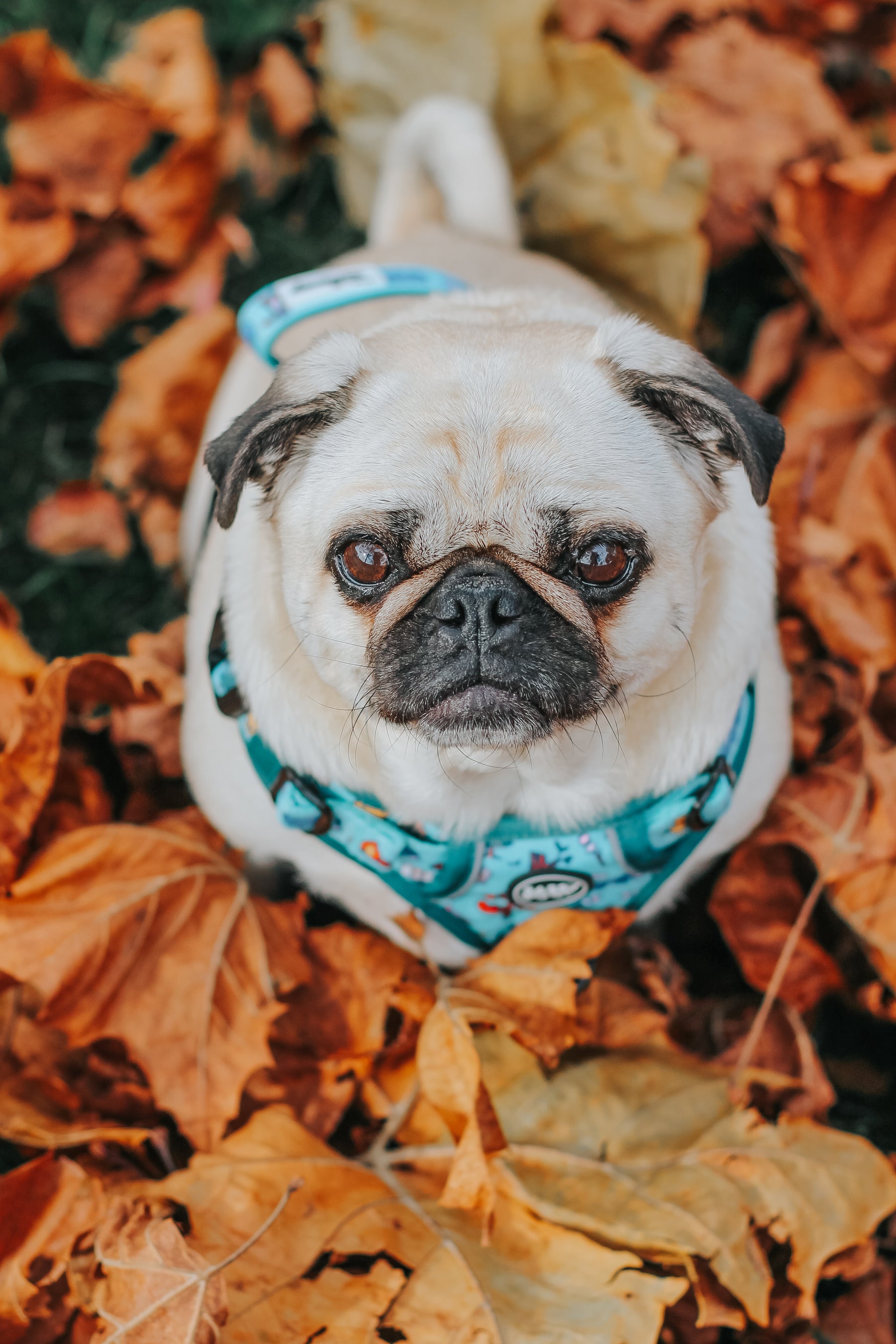 INFLUENCER_CONTENT | @LITTLEMISSYTHEPUG | SIZE M