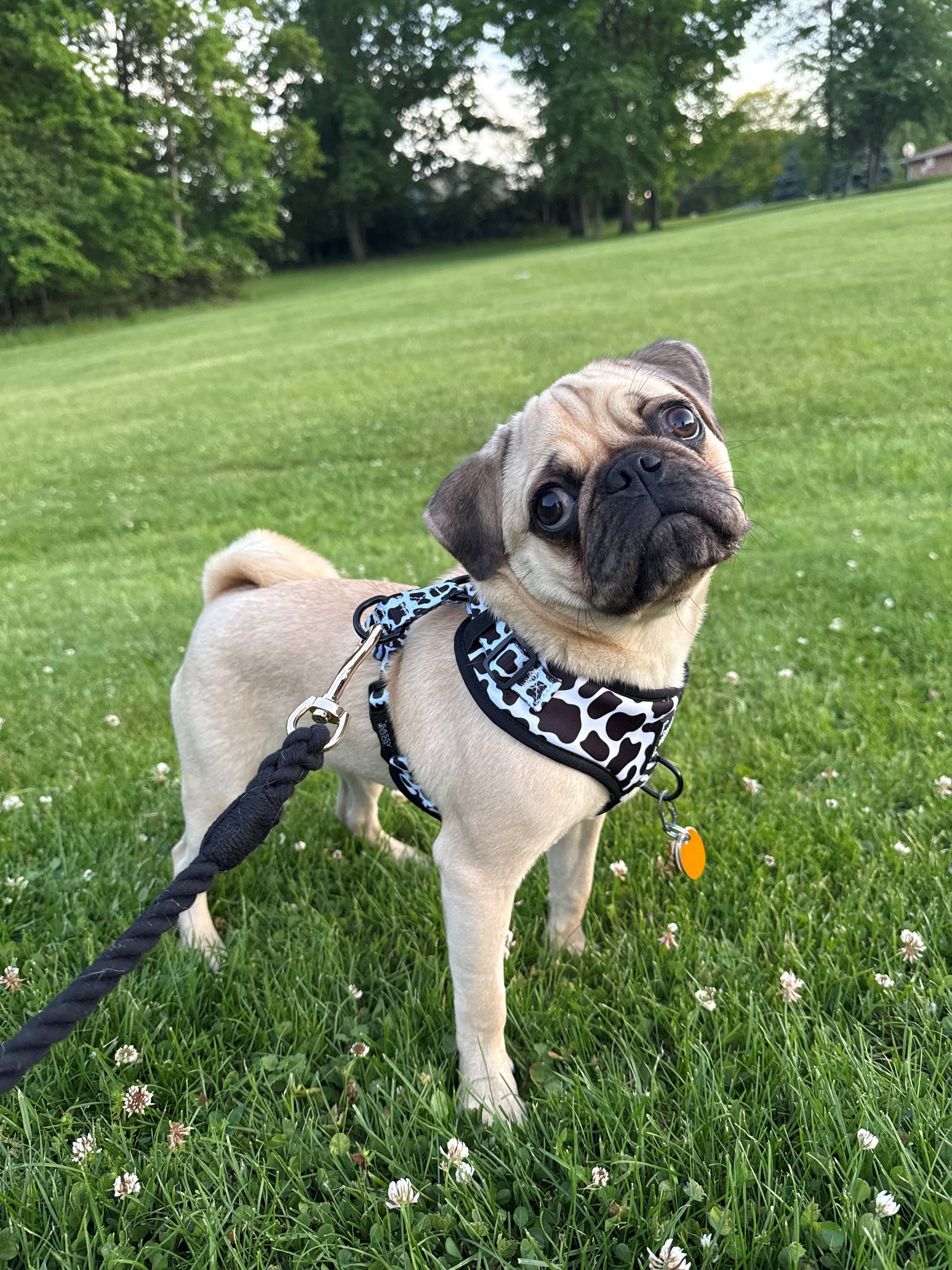 INFLUENCER_CONTENT | @LITTLESTELLAPUG | HARNESS SIZE: S