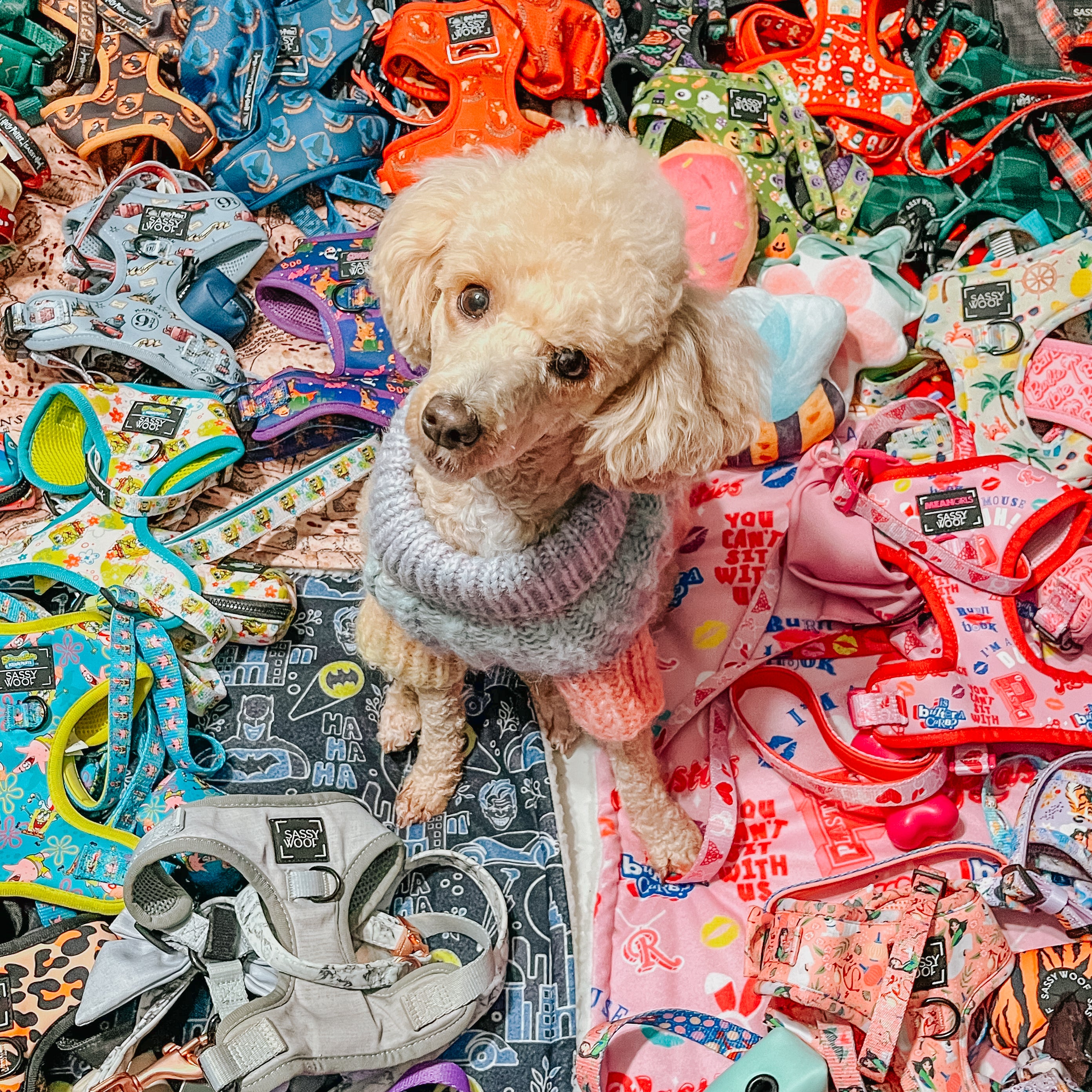 A small poodle wearing a knitted sweater sits on a colorful blanket, surrounded by an assortment of vibrant dog harnesses with various patterns and designs.