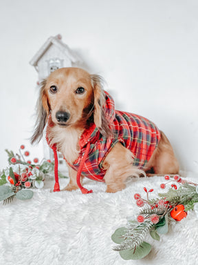 INFLUENCER_CONTENT | @LOUIE.MINIDACHSHUND | SIZE L