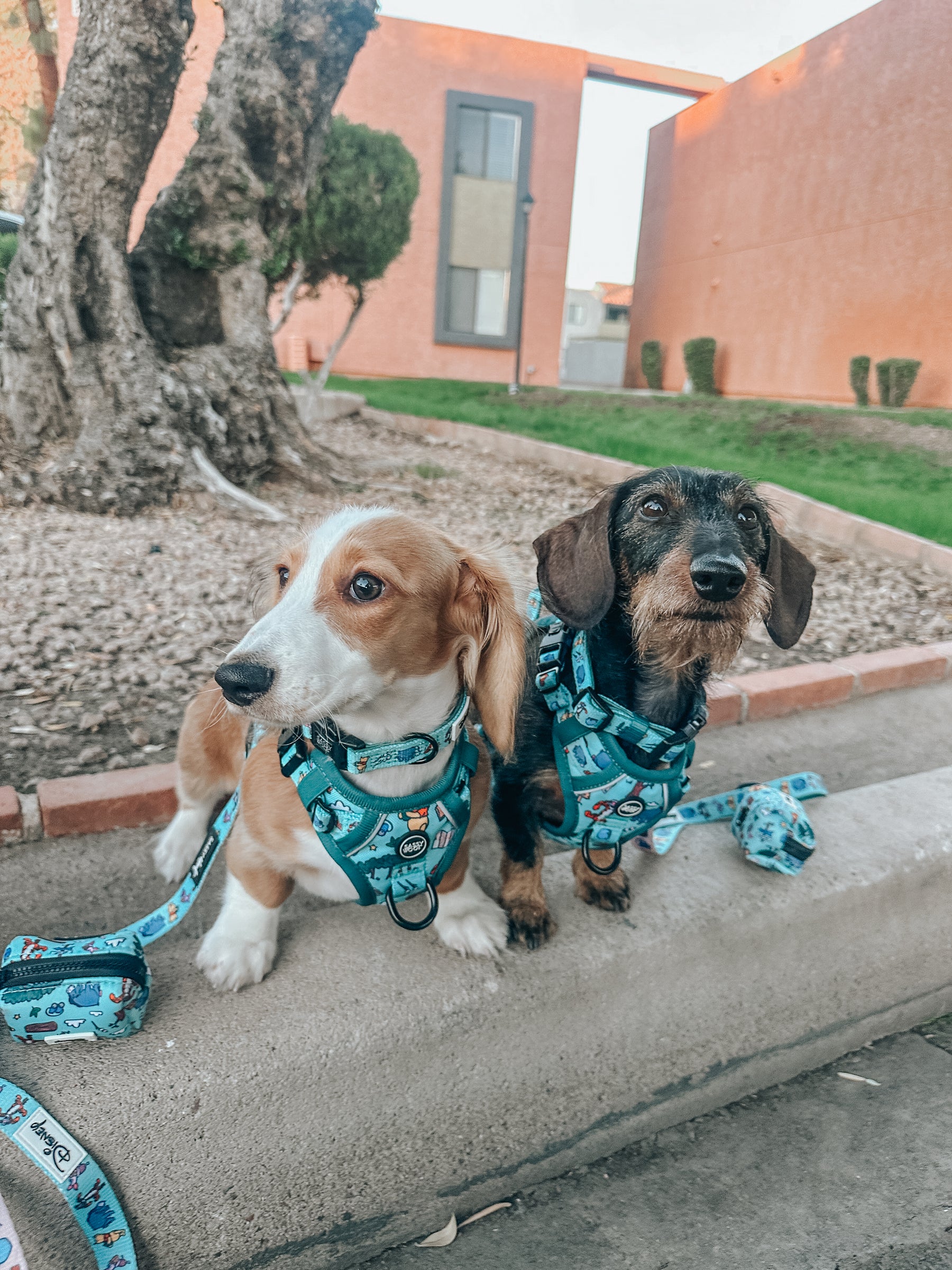 INFLUENCER_CONTENT | @LOVELYLITTLEFERN