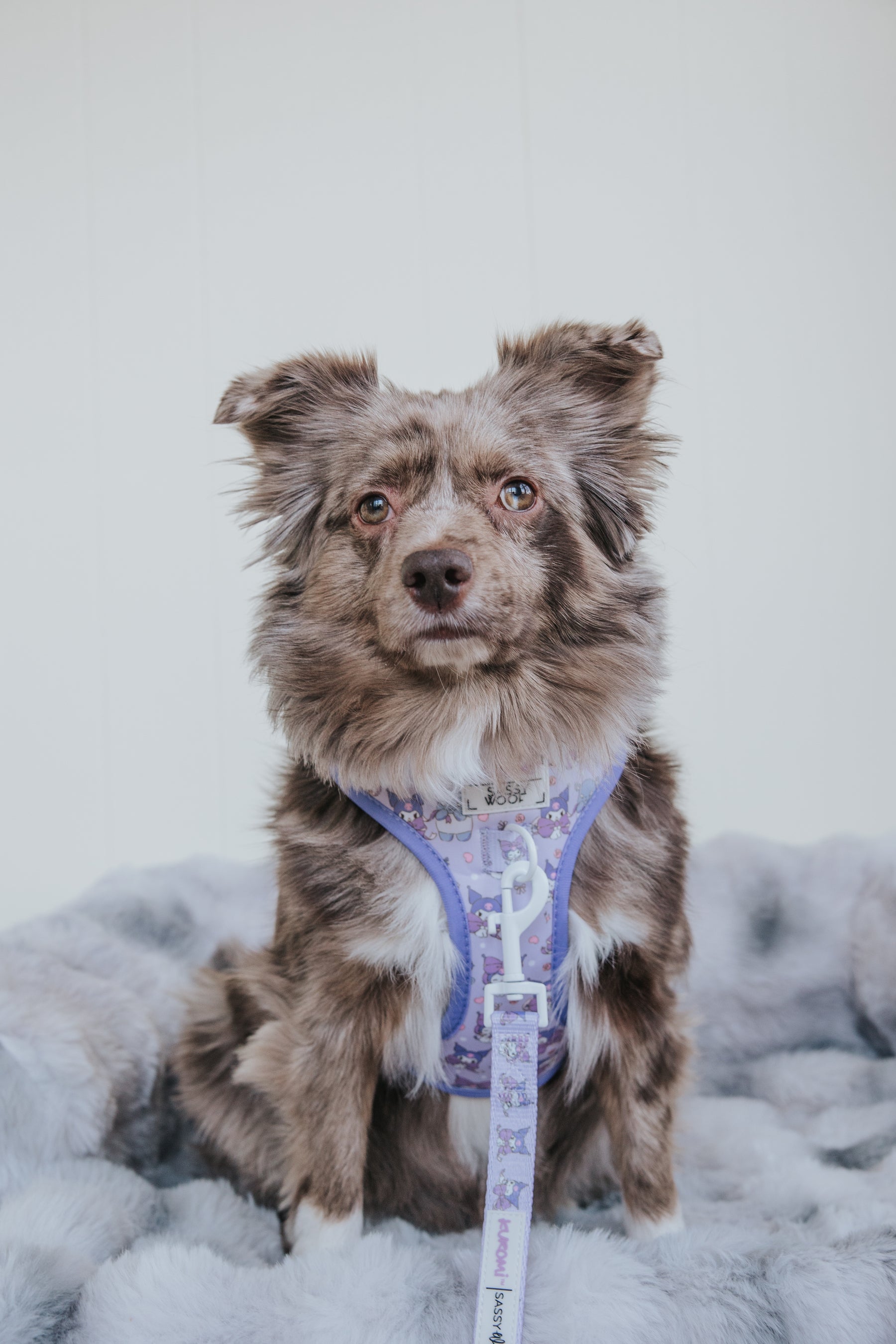 A small, fluffy dog with brown and gray fur sits on a soft gray blanket, wearing the Sassy Woof Dog Leash - Kuromi™, which features a cute cartoon pattern, looking directly at the camera against a light background.