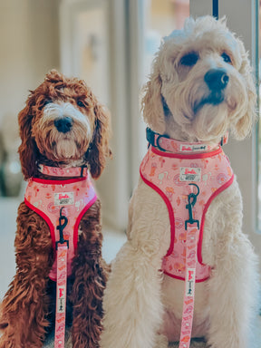 INFLUENCER_CONTENT | @LUCYLU_PAWSITIVEPUP | SIZE M,L