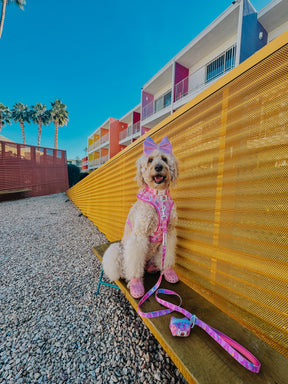 INFLUENCER_CONTENT | @LUCYLU_PAWSITIVEPUP