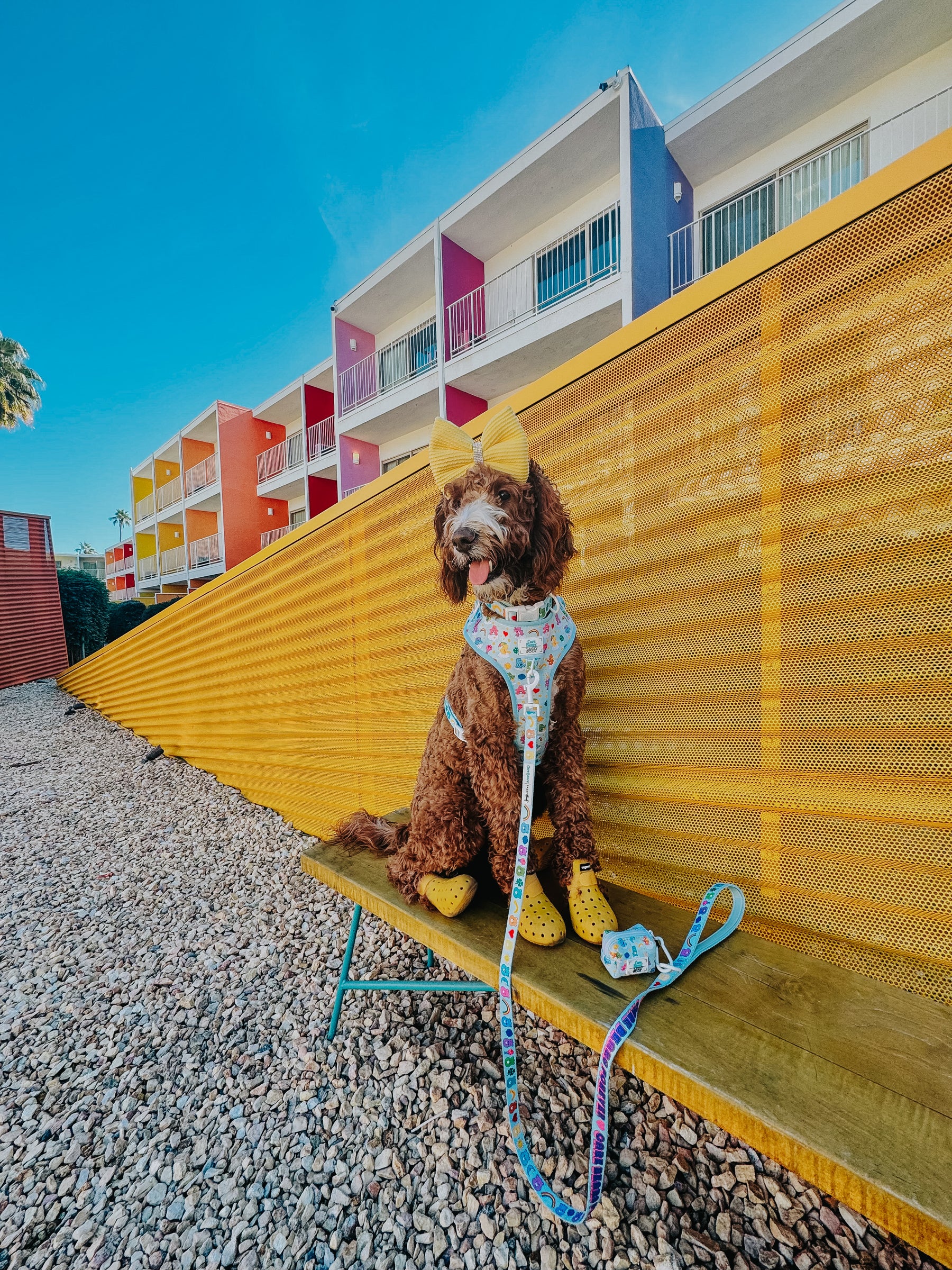 INFLUENCER_CONTENT | @LUCYLU_PAWSITIVEPUP