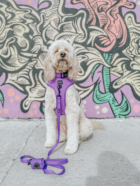INFLUENCER_CONTENT | @LUCYLU_PAWSITIVEPUP