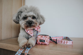 INFLUENCER_CONTENT | @LUNATHEYORKIEPOODLE