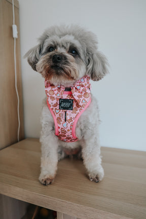 INFLUENCER_CONTENT | @LUNATHEYORKIEPOODLE | SIZE S