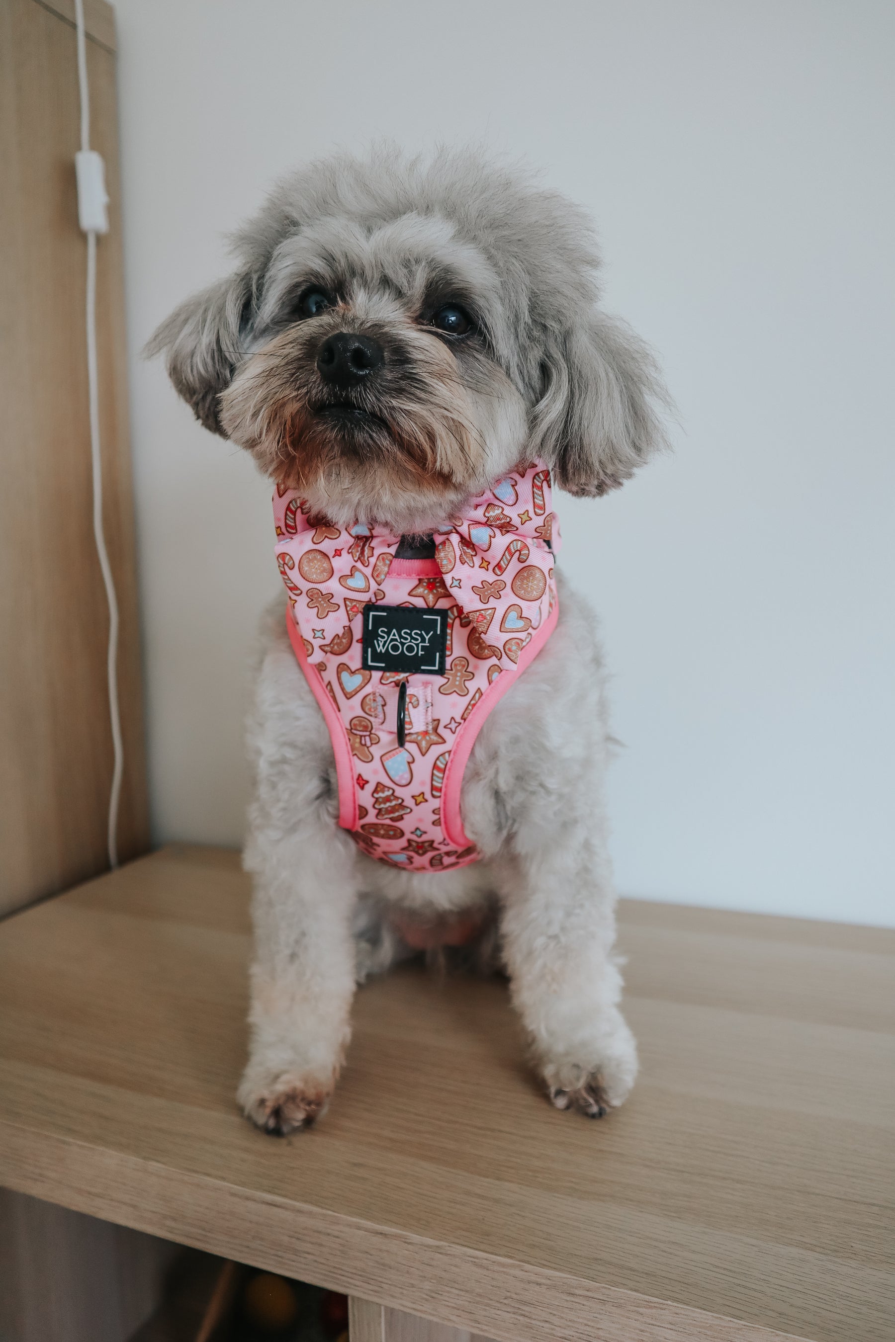 INFLUENCER_CONTENT | @LUNATHEYORKIEPOODLE | SIZE S