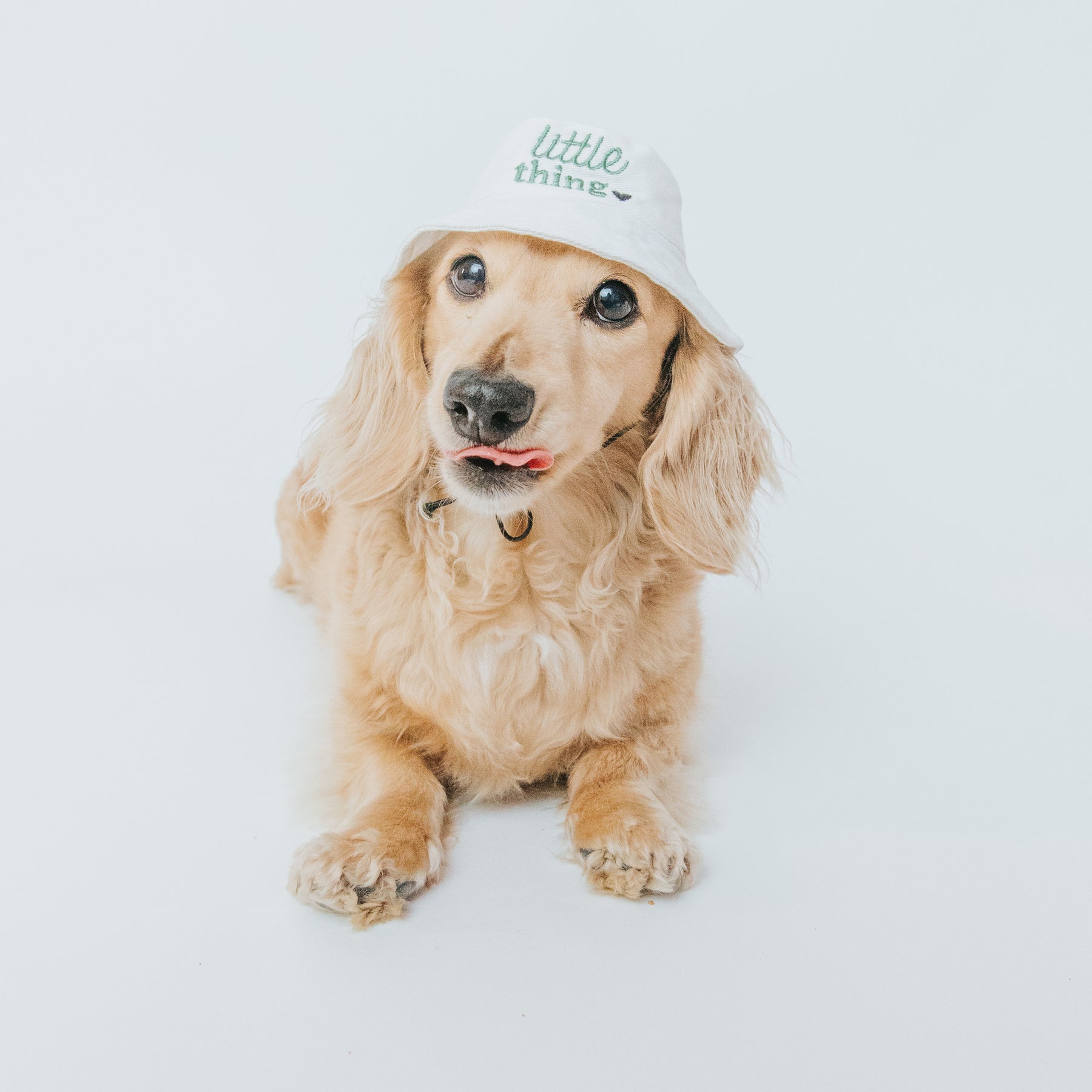 Dog Bucket Hat - Little Thing