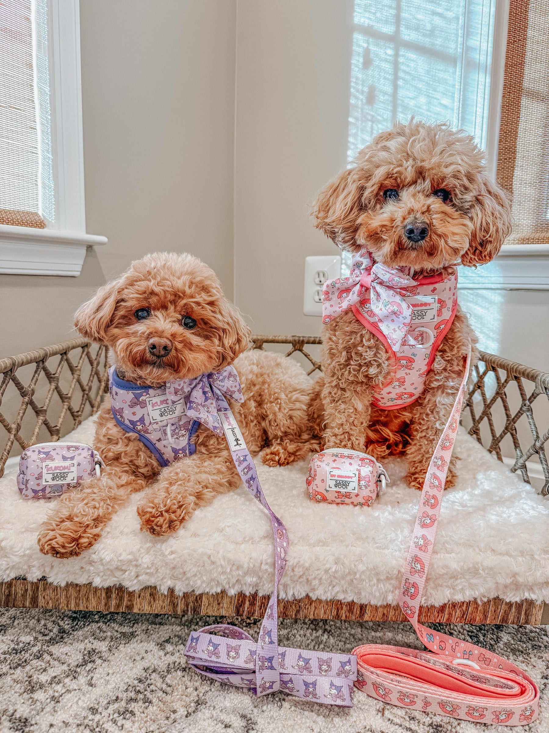 Two small brown dogs sit on a cushioned wicker bed by a sunlit window, wearing colorful pet accessories. One sports the Sassy Woof Dog Leash - My Melody™ with a matching pouch as sunlight streams through the blinds.