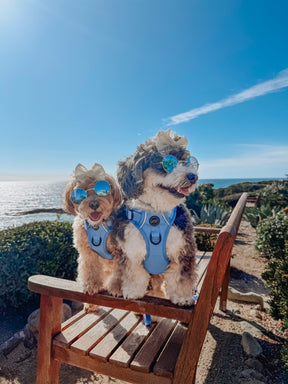 INFLUENCER_CONTENT | @MALTIPOO.KONA| SIZE S & M