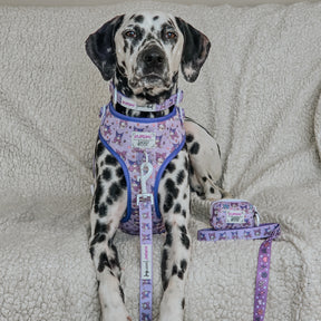 A Dalmatian lounges on a cream sofa, wearing the playful Sassy Woof Dog Four Piece Bundle - Kuromi™, with matching harness, collar, and leash. Hello Kitty accessories are arranged nearby for extra fun flair.