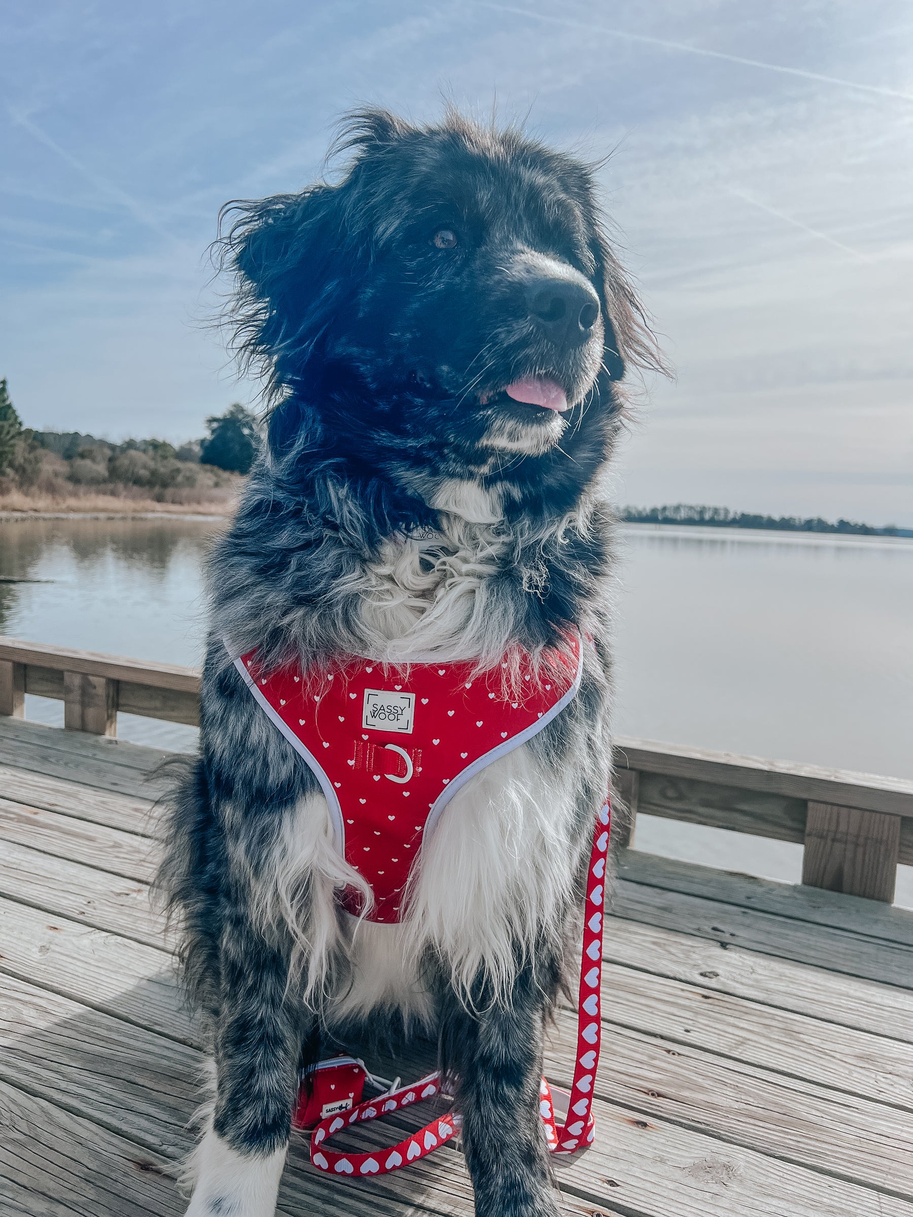 A fluffy black and white dog sits on a wooden dock by a calm lake, wearing the Sassy Woof Dog Four Piece Bundle - Little Love, with trees and sky in the background.