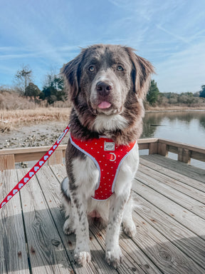 A large brown and white dog wears the Sassy Woof Dog Four Piece Bundle - Little Love on a wooden dock by a pond, surrounded by trees and blue sky. The dog looks at the camera, tongue slightly out.