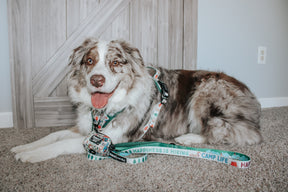 INFLUENCER_CONTENT | @MILATHEAUSSIEDOG