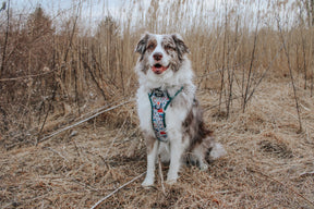 INFLUENCER_CONTENT | @MILATHEAUSSIEDOG | SIZE L & L