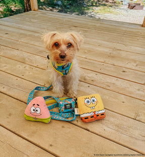 INFLUENCER_CONTENT | @_.MILO.THE.MORKIE._