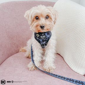 INFLUENCER_CONTENT | @_.MILO.THE.MORKIE._