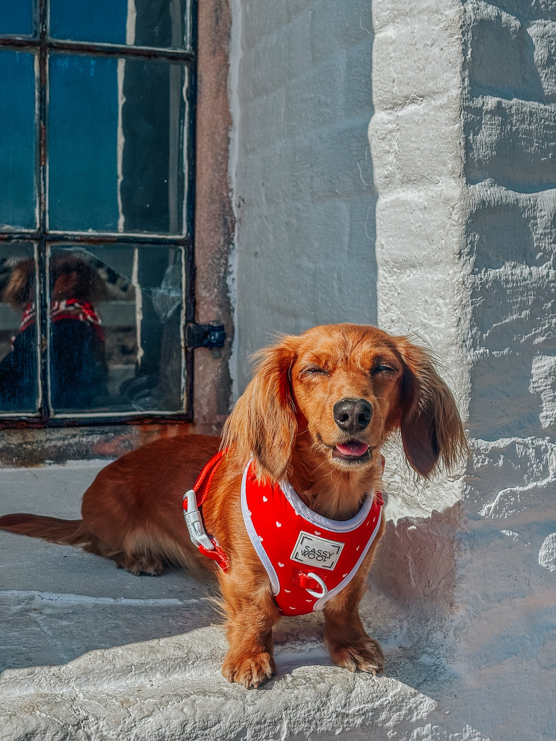 INFLUENCER_CONTENT | @MINIDOXFLAN | SIZE XS