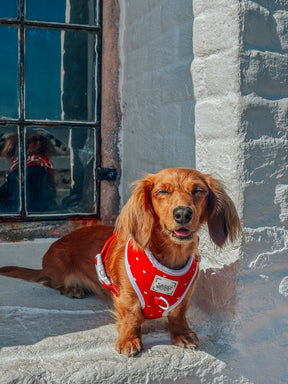 INFLUENCER_CONTENT | @MINIDOXFLAN | SIZE XS