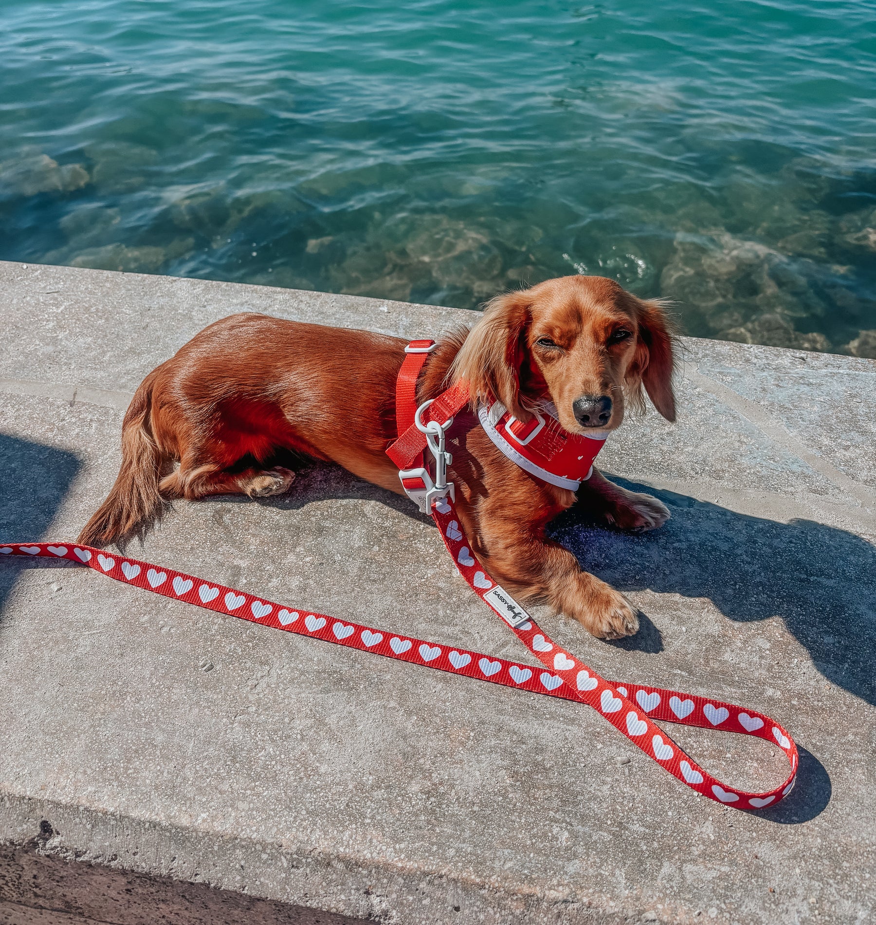 INFLUENCER_CONTENT | @MINIDOXFLAN | SIZE XS