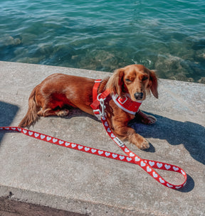 INFLUENCER_CONTENT | @MINIDOXFLAN